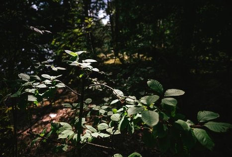 Miško Takas 61. Alksniakiemis – Pakuonis.