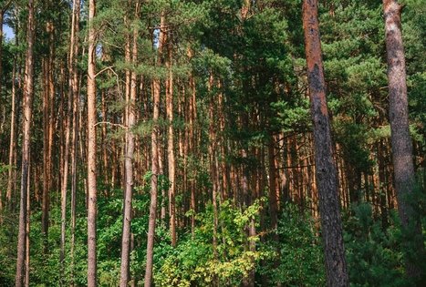 Miško Takas 61. Alksniakiemis – Pakuonis.