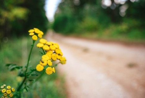 Miško Takas 61. Alksniakiemis – Pakuonis.