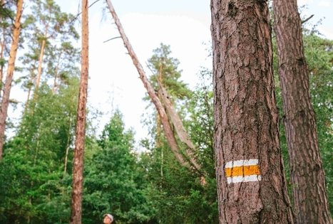 Miško Takas 61. Alksniakiemis – Pakuonis.