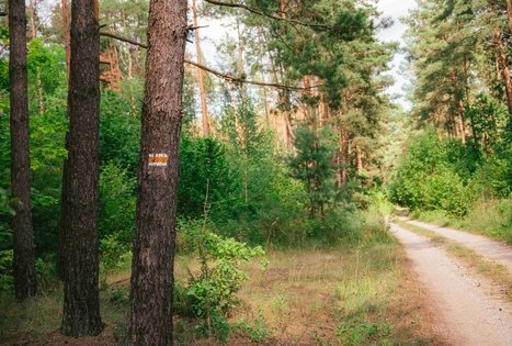 Miško Takas 61. Alksniakiemis – Pakuonis.