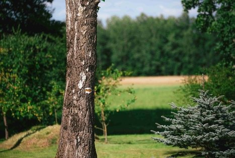 Miško Takas 61. Alksniakiemis – Pakuonis.