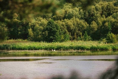 Miško Takas 61. Alksniakiemis – Pakuonis.