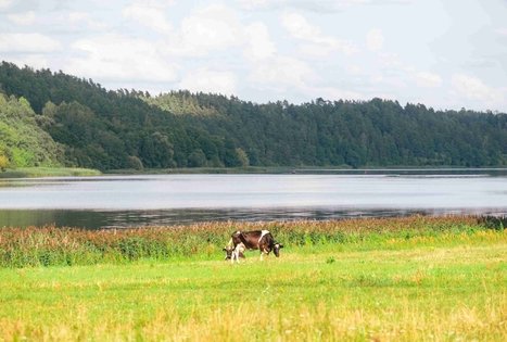 Miško Takas 61. Alksniakiemis – Pakuonis.