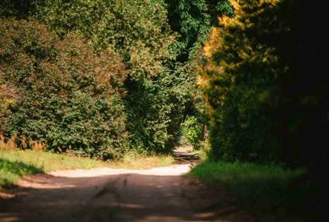 Miško Takas 61. Alksniakiemis – Pakuonis.