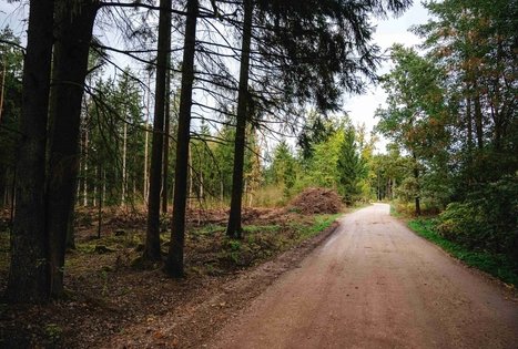 Miško Takas 62. Pakuonis – Vaišvydava.