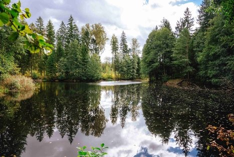 Miško Takas 62. Pakuonis – Vaišvydava.