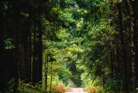 Miško Takas 62. Pakuonis – Vaišvydava.