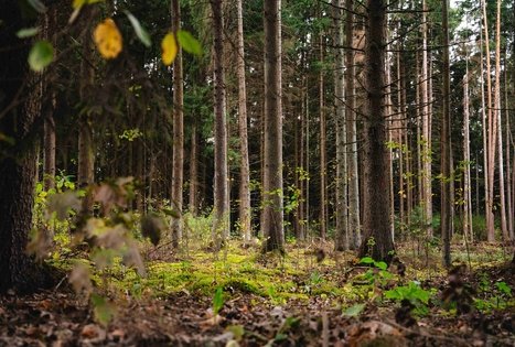 Miško Takas 62. Pakuonis – Vaišvydava.