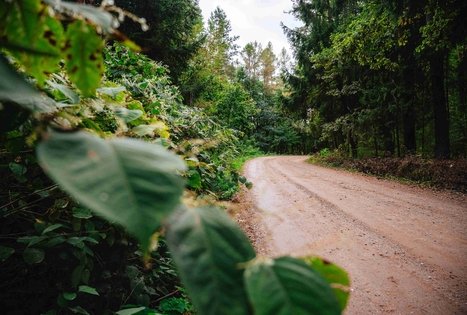 Miško Takas 62. Pakuonis – Vaišvydava.