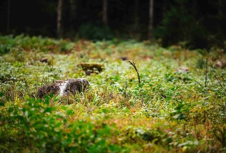 Miško Takas 62. Pakuonis – Vaišvydava.