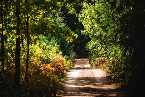 Miško Takas 62. Pakuonis – Vaišvydava.