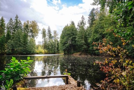 Miško Takas 62. Pakuonis – Vaišvydava.