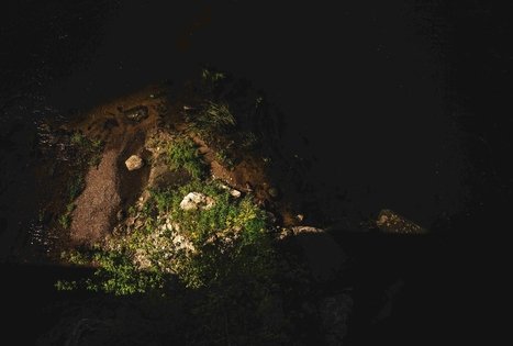 Miško Takas 64. Kaunas – Lampėdžiai.