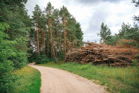Miško Takas 66. Kulautuva – Vilkija.