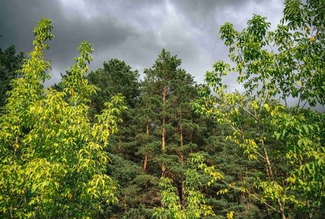 Miško Takas 66. Kulautuva – Vilkija.