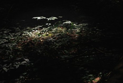 Miško Takas 67. Vilkija – Padubysys.