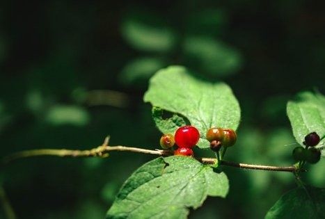 Miško Takas 67. Vilkija – Padubysys.