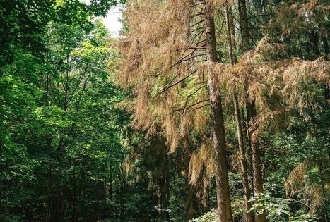 Miško Takas 67. Vilkija – Padubysys.