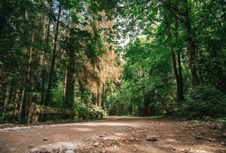 Miško Takas 67. Vilkija – Padubysys.