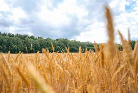 Miško Takas 67. Vilkija – Padubysys.