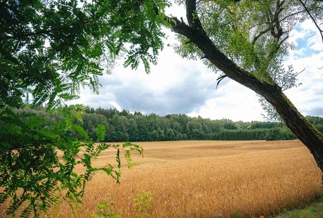 Miško Takas 67. Vilkija – Padubysys.