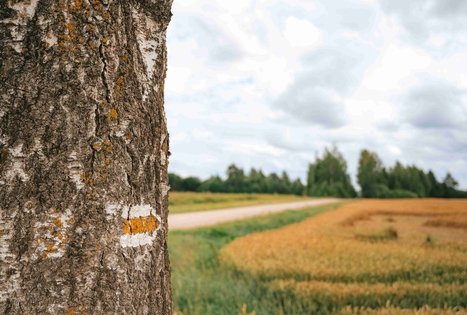 Miško Takas 67. Vilkija – Padubysys.