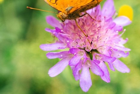 Miško Takas 67. Vilkija – Padubysys.