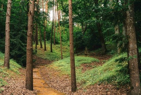 Miško Takas 67. Vilkija – Padubysys.