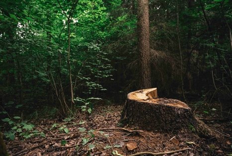 Miško Takas 68. Padubysys – Ariogala – Kirkšnovė.