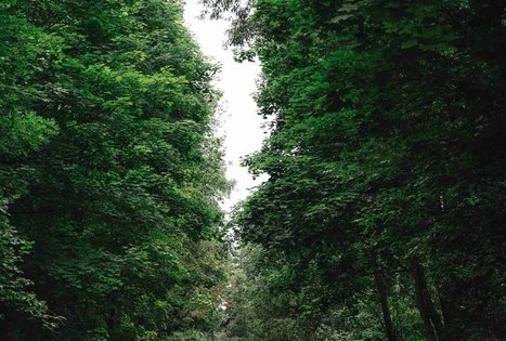 Miško Takas 68. Padubysys – Ariogala – Kirkšnovė.