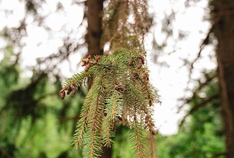 Miško Takas 68. Padubysys – Ariogala – Kirkšnovė.