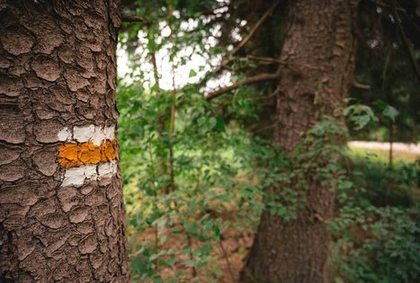 Miško Takas 68. Padubysys – Ariogala – Kirkšnovė.