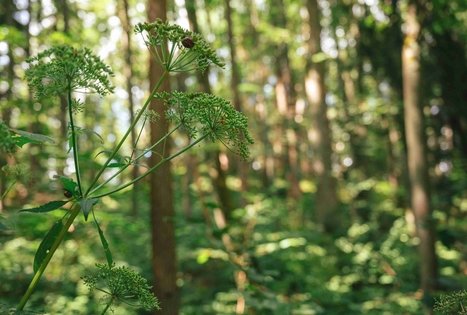 Miško Takas 70. Kaulakiai – Šiluva.