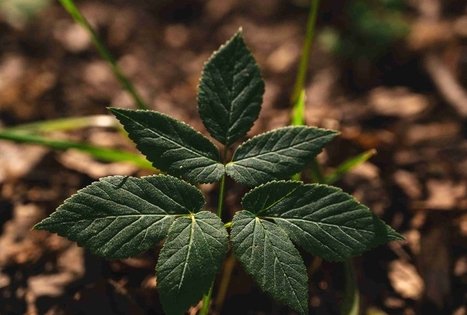 Miško Takas 70. Kaulakiai – Šiluva.