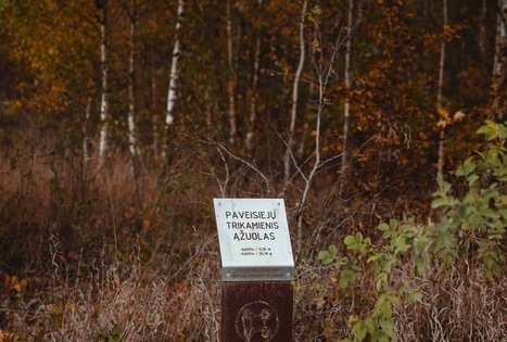 Miško Takas 51. Lazdijai – Veisiejai.