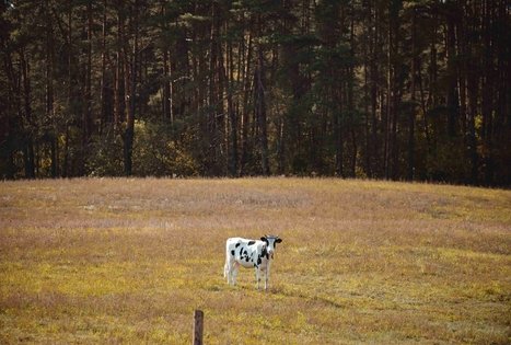 Miško Takas 51. Lazdijai – Veisiejai.