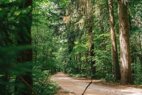 Miško Takas 67. Vilkija – Padubysys.