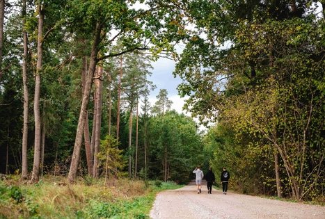 Miško Takas 62. Pakuonis – Vaišvydava.
