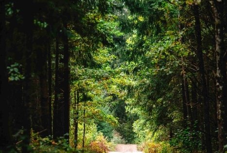 Miško Takas 62. Pakuonis – Vaišvydava.