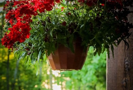 Sodyba „Narūnas“