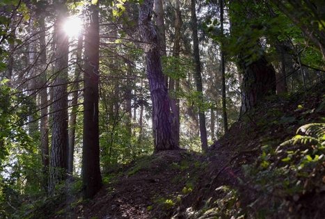 Nemunaičio piliakalnis