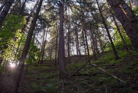 Nemunaičio piliakalnis