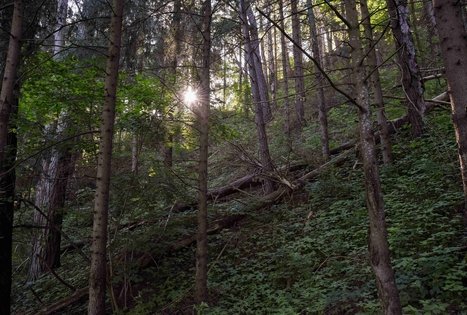 Nemunaičio piliakalnis