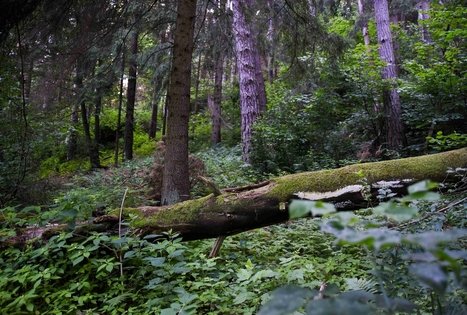 Nemunaičio piliakalnis