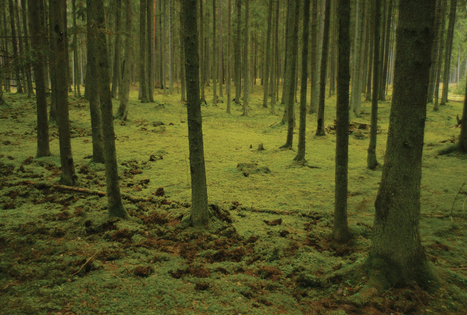 Nemuno kilpų regioninis parkas