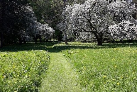 Tado Ivanausko Obelynės parkas