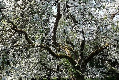 Tado Ivanausko Obelynės parkas