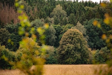 Miško Takas 69. Kirkšnovė – Kaulakiai.