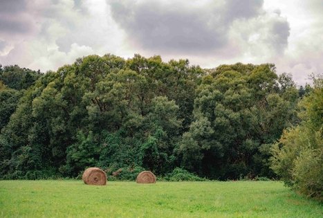Paliepiukų daugiakamienė liepa